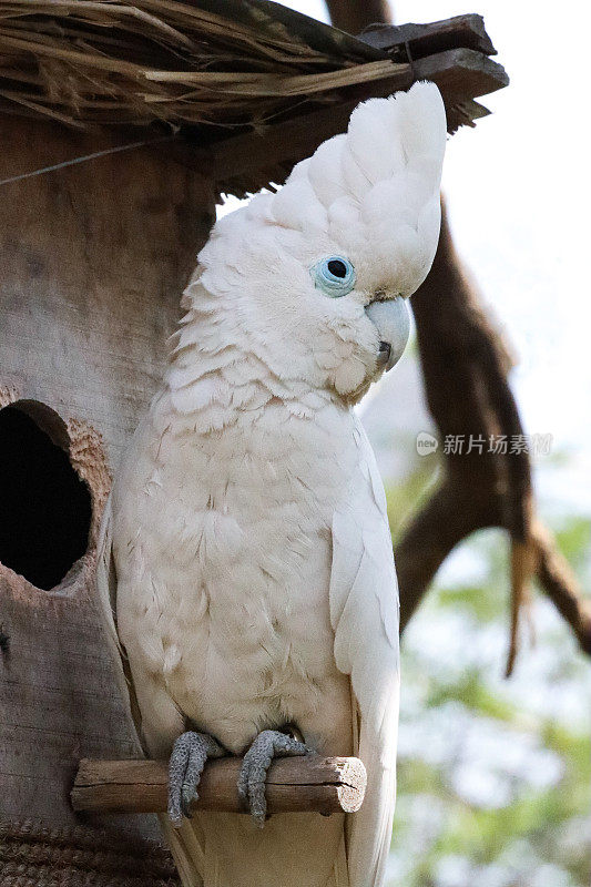 令人惊讶的白伞凤头鹦鹉(Cacatua alba)的特写图像显示头冠，栖息在木巢箱的入口洞旁边，重点在前景